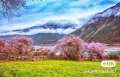 3月林芝桃花节之旅